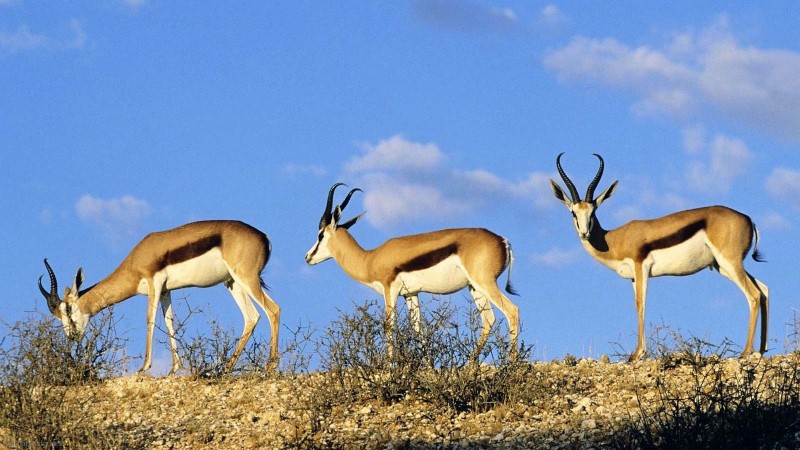 South-Africa-springbok-Custom.jpg